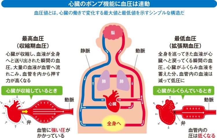 心臓のポンプ機能に血圧は連動