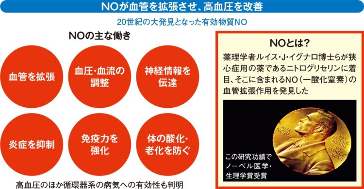 NOが血管を拡張させ、高血圧を改善