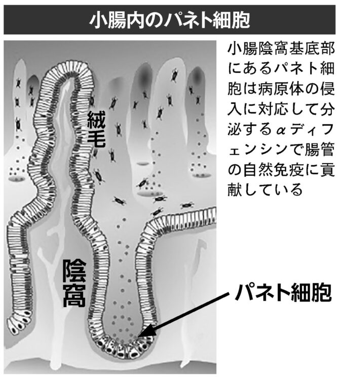 小腸内のパネト細胞