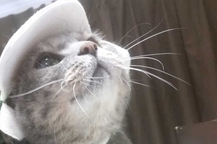 写真】佐村河内守氏が近影を公開、8年の沈黙破り「愛猫と音楽 写真】佐村河内守氏が近影を公開、8年の沈黙破り「愛猫と音楽