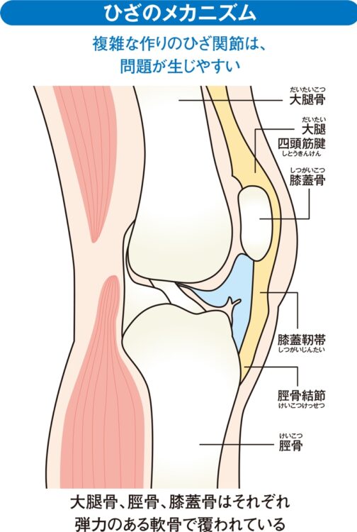 ひざのメカニズム
