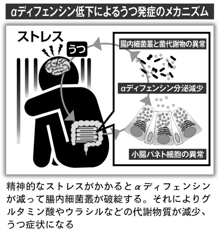 αディフェンシン低下によるうつ発症のメカニズム