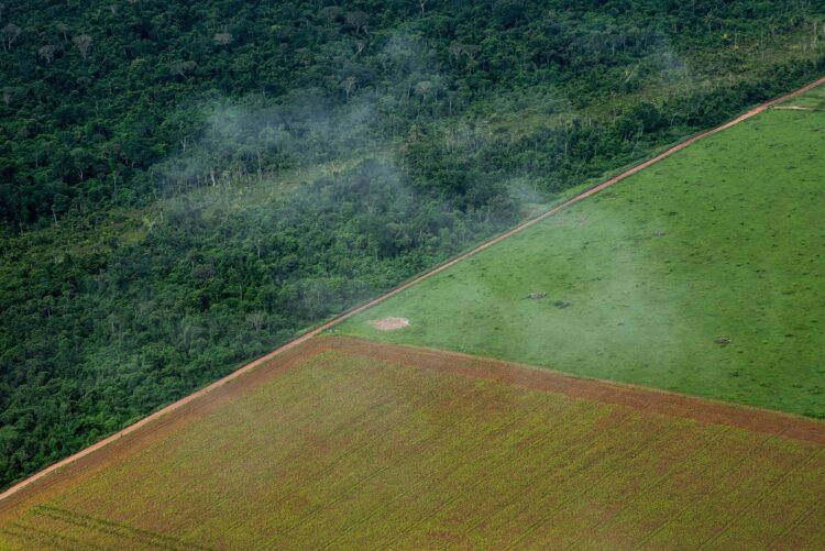 アマゾンの樹木が次々伐採され、大豆畑に変えられている（GettyImages）