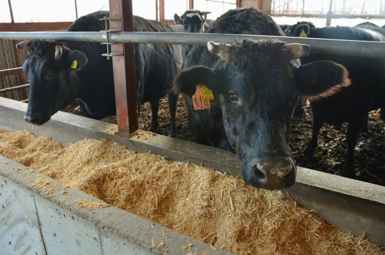 牛のゲップには二酸化炭素の25倍もの温室効果がある「メタン」が多く含まれる（共同通信社）