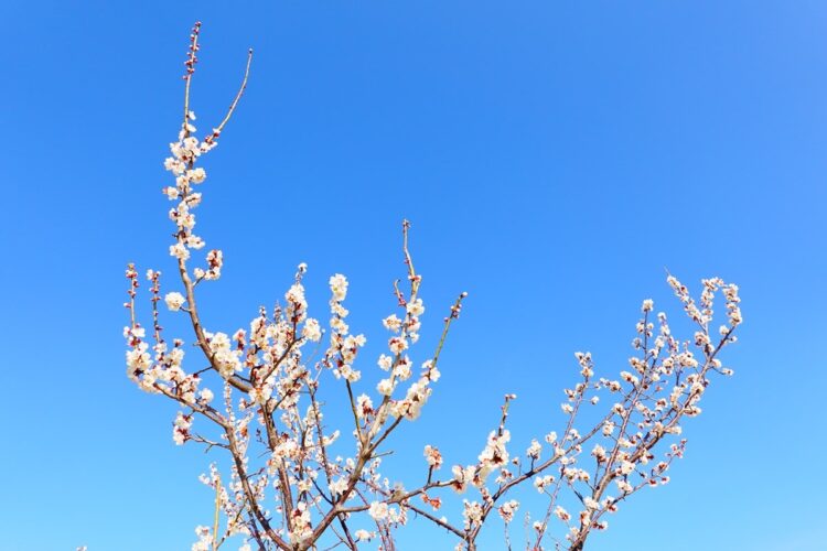 日本の至宝に触れる旅へ