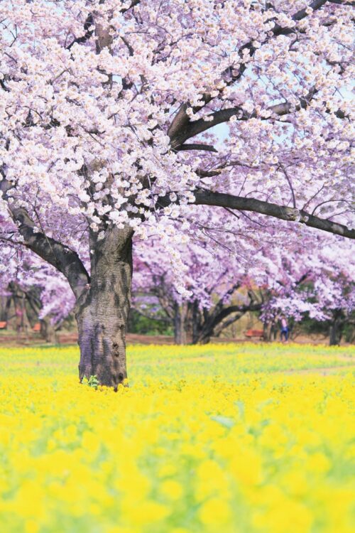 国営昭和記念公園の桜（写真／AFLO）