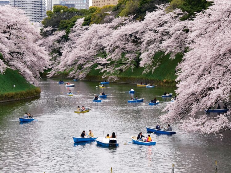 皇居周辺の桜（写真／AFLO）