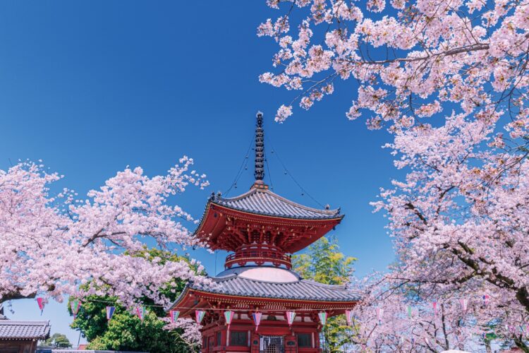 川越・喜多院の桜（写真／AFLO）