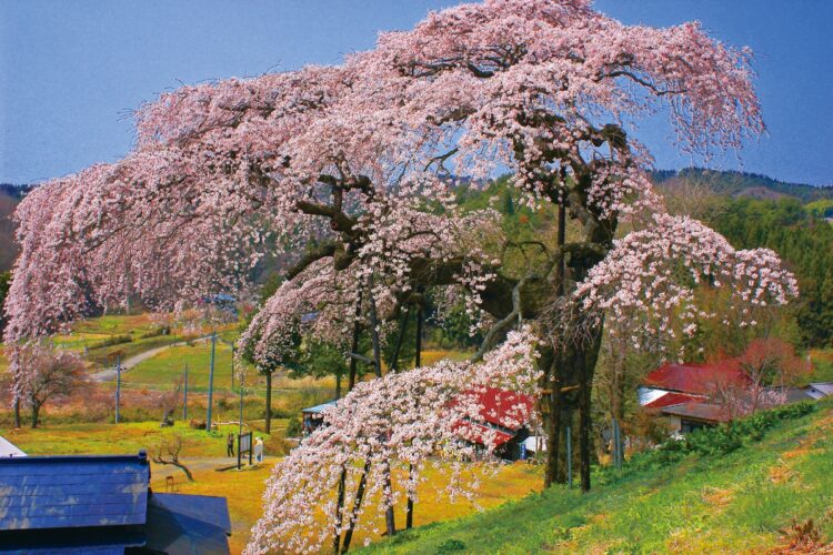 茨城・外大野の桜