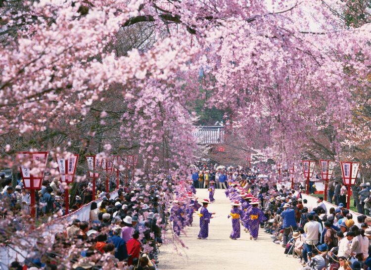 京都・醍醐寺の桜（写真／AFLO）