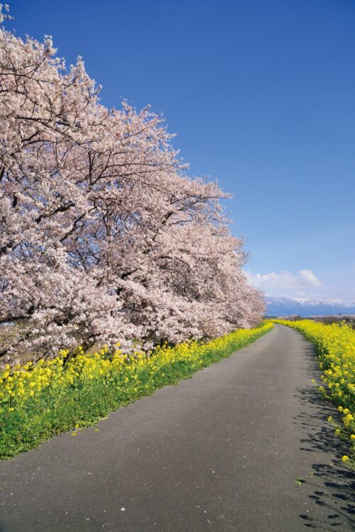 加治川治水記念公園・加治川堤の桜（写真／AFLO）