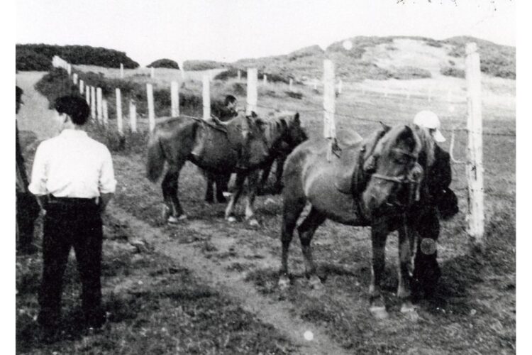 戦前の択捉島紗那の牧場。どさんこ馬が見える