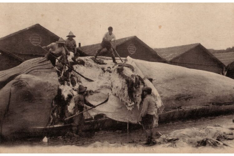 色丹島斜古丹での鯨の解体風景（戦前）