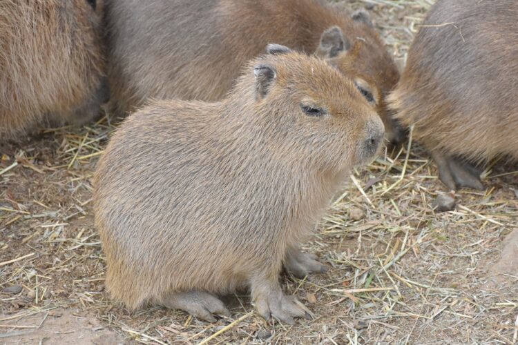 1月に生まれたばかりのカピパラ『ヨツバ』（写真／伊豆シャボテン動物公園提供）