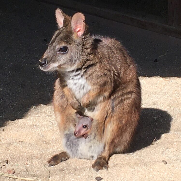 パルマワラビーのタラコとその赤ちゃん（写真／豊橋総合動植物公園提供）