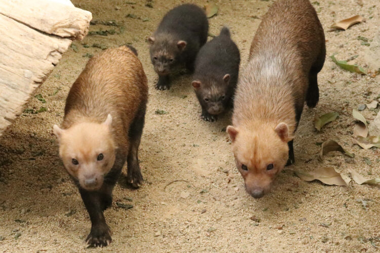 パパとママの後にピッタリついて離れない姿が愛らしい（写真／神戸どうぶつ王国提供）