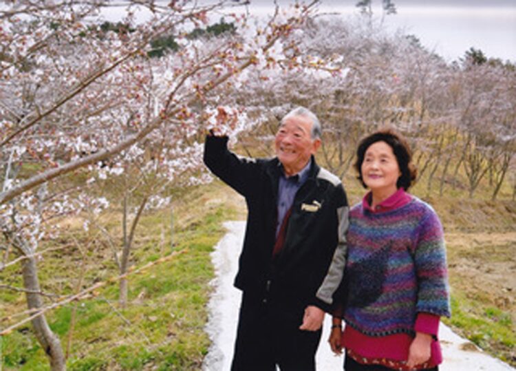 満開の桜を前に顔をほころばせる征男さんと妻のツタ枝さん。飯館村の復興を心から願っている