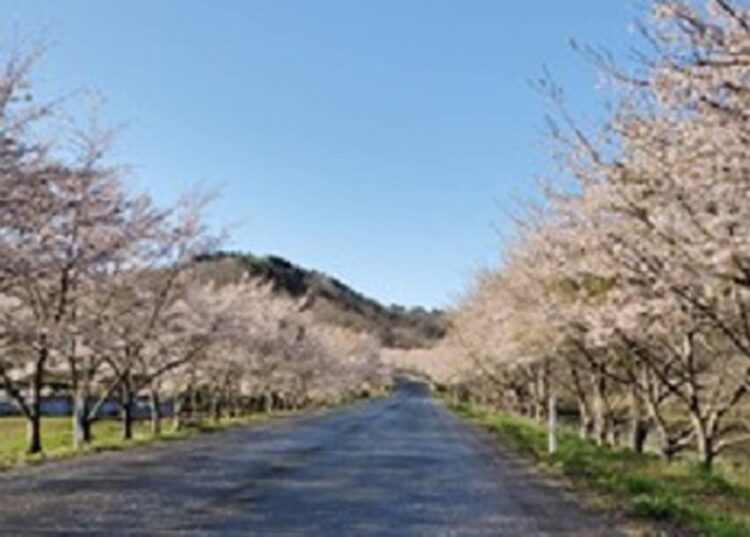 ソメイヨシノとオオヤマザクラのアーチ。震災でここを離れた人たちも、開花の頃には桜を見に戻ってくるという