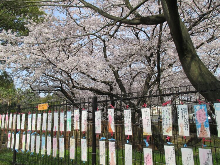 桧原桜公園では、現在も「さくら」をテーマに市民から短歌を募集している