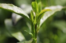 「そんなに安くない」「出荷してない」飯沼栗や宇治茶など、名産品に忍び寄る産地偽装