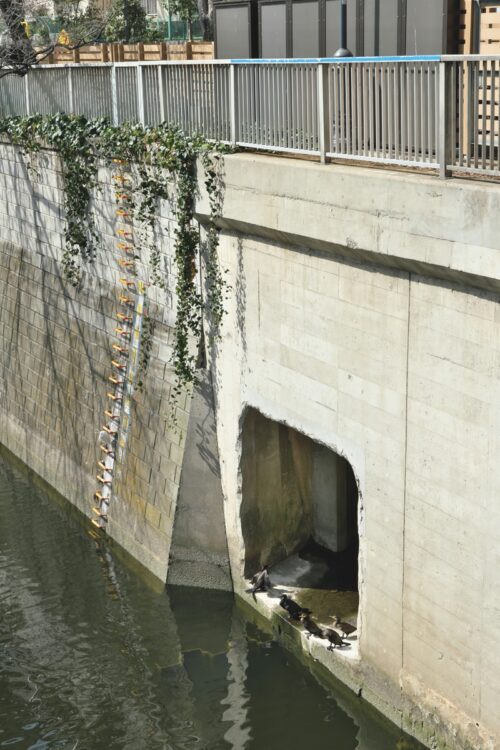 神田川に注ぐ水窪川の合流口/江戸川橋の西側欄干前から公園方面を臨むと見られる。東側にあるのは弦巻川の合流口