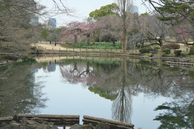 新宿御苑 下の池／渋谷川は昭和30年代に上流部が暗渠化された。新宿御苑などに水源を持ち、現在も御苑内の「下の池」付近で源流の一部が見られる（※開園状況は公式ホームページで要確認）
