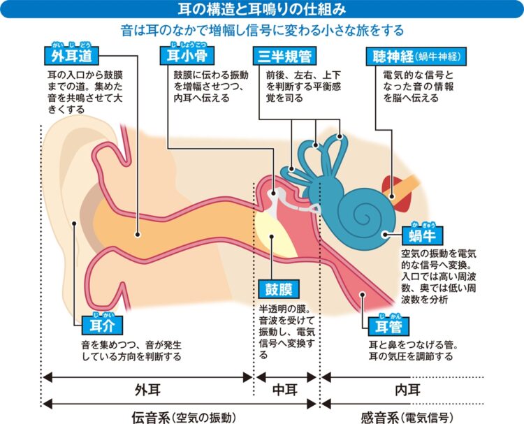 耳の構造と耳鳴りの仕組み