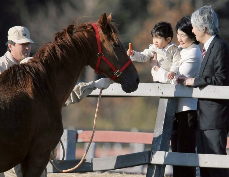 馬に餌を与える悠仁さま