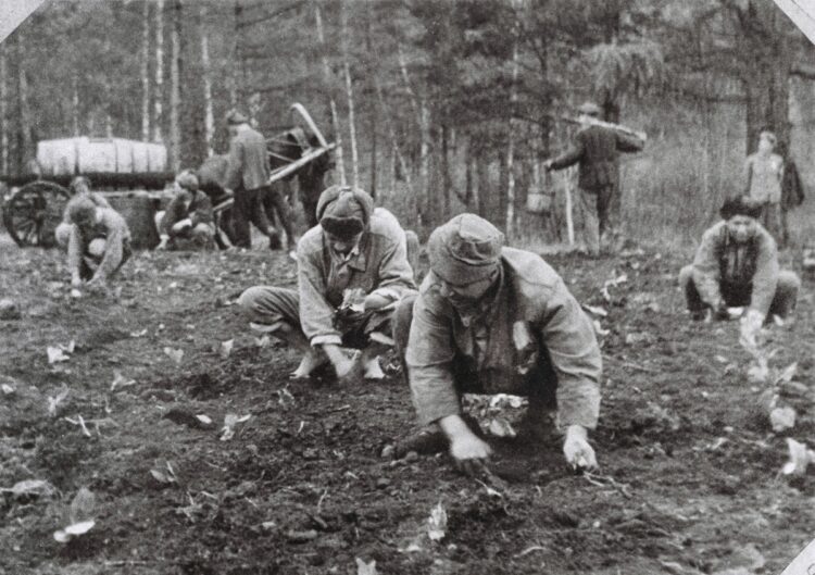 シベリアでキャベツの苗を植え付ける日本人捕虜（写真／ソ連国立中央公文書館提供）