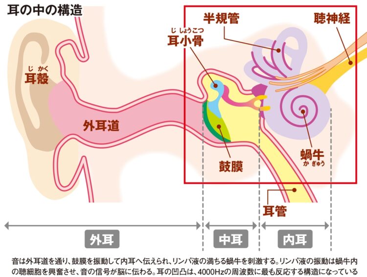 耳の中の構造