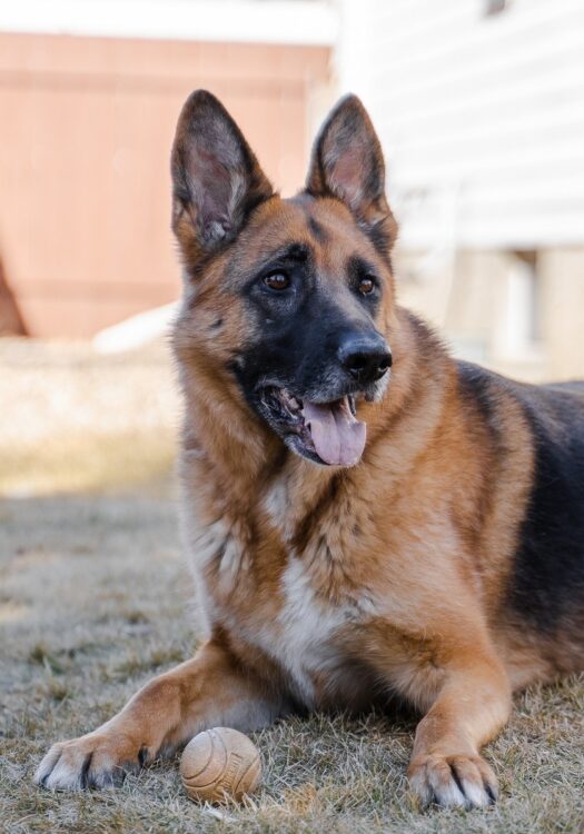 こちらも逃げ出したら怖い、警察犬などとしても有名なシェパード