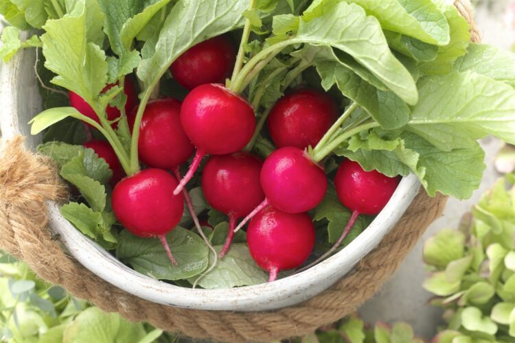 ラディッシュ