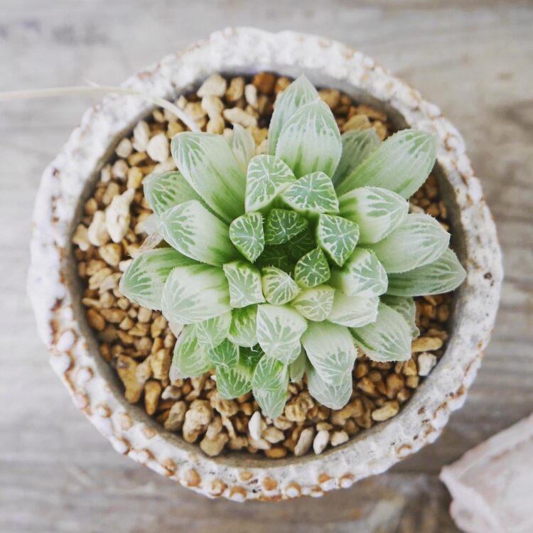 「葉先に半透明な部分がある植物が好き」という、竹田さん所有のハオルチア。購入時は植木鉢より小さかった（写真／竹田薫さん提供）