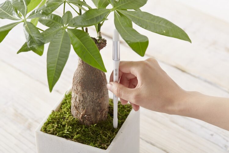 水やりチェッカー『SUSTEE』。観葉植物やハーブ、多肉植物など幅広い植物に使え、サイズもS、M、Lがある（写真／キャビノチェ提供）