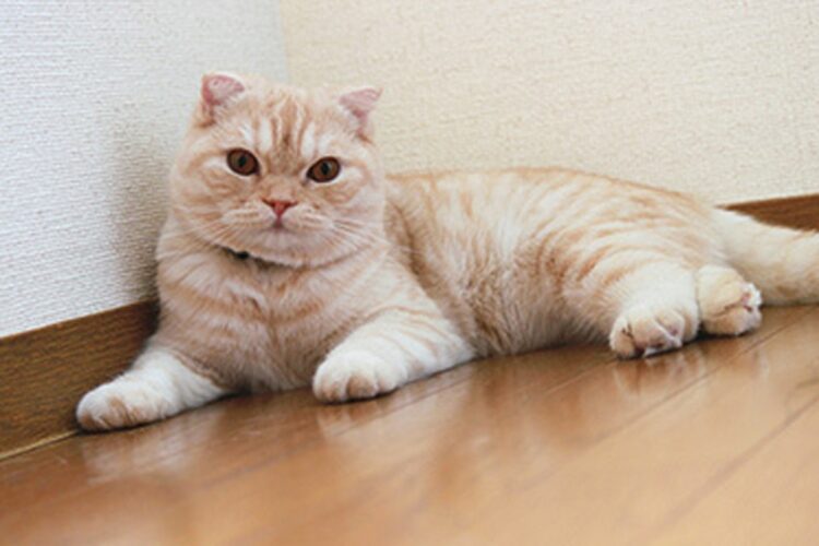 猫がかかりやすい「慢性腎不全」とは？