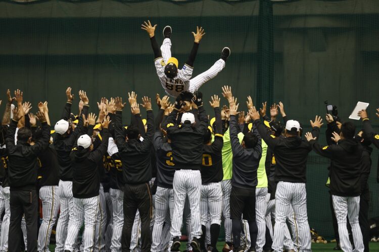 2月23日、沖縄キャンプで「事前胴上げ」される矢野監督（写真／共同通信社）