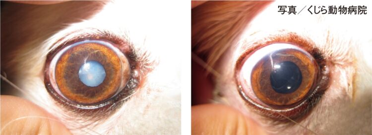 白内障になった12歳の犬の手術前（左）、手術後（右）