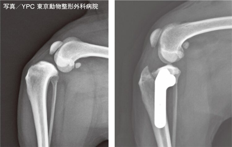 左は12歳のポメラニアンの手術前、右はTPLO法でプレートで固定された手術後（写真／YPC 東京動物整形外科病院）