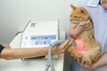 光線温熱療法で使われる、近赤外線を高出力でスポット照射する光線治療器「スーパーライザー」（写真／東京猫医療センター）