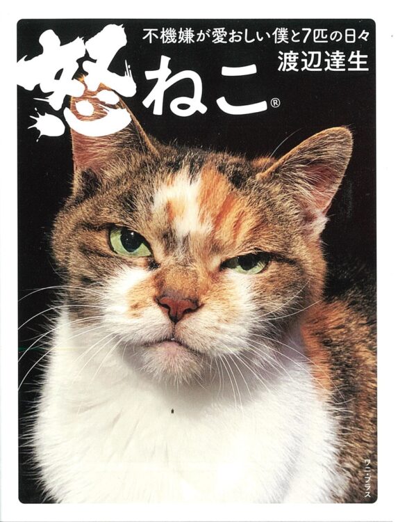 渡辺家の7匹の愛猫たちを撮った『怒ねこ 不機嫌が愛おしい僕と7匹の日々』