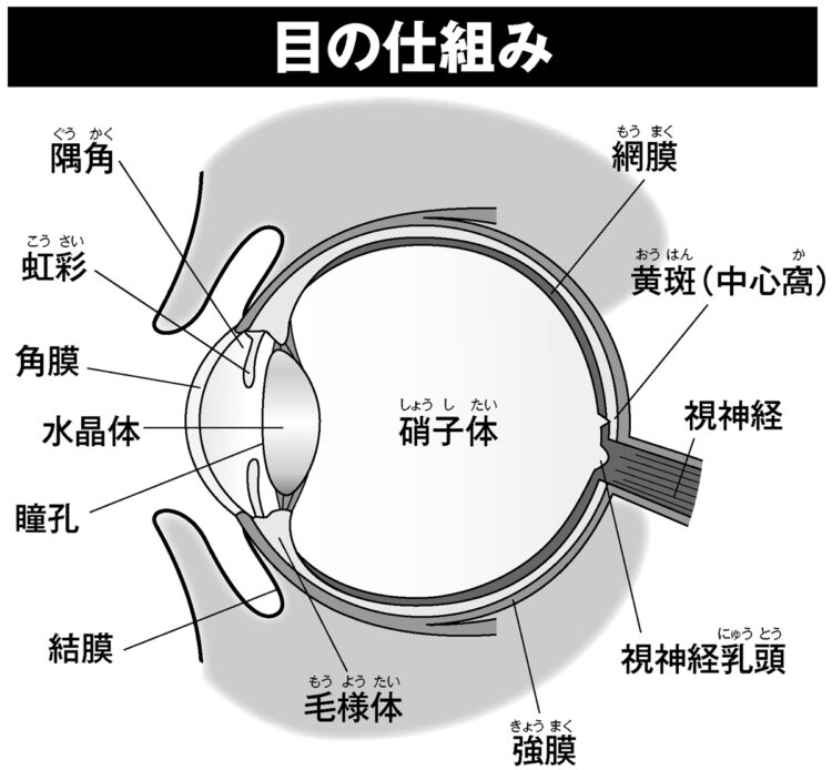 目の仕組み