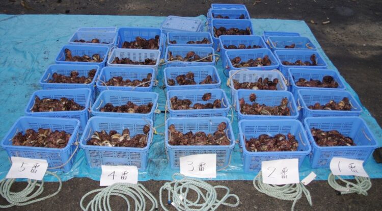 アワビを不法所持したとして暴力団員らが逮捕された事件で、宮城海上保安部が押収したアワビは約433キロだった。2011年［宮城海上保安部提供］（イメージ、時事通信フォト）