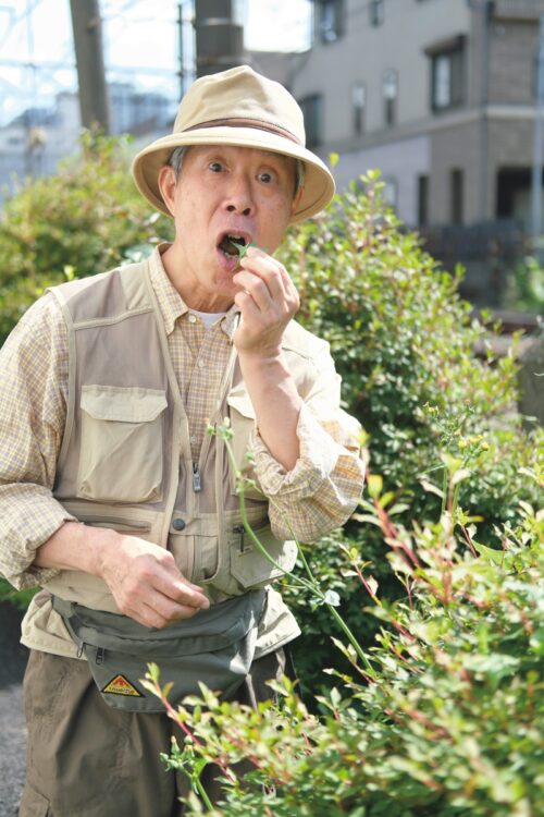 線路沿いの道もハルノノゲシ、ヤブガラシ、ツユクサなど食べられる野草の宝庫