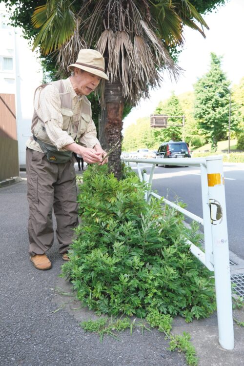 「代々木公園付近のこの道路沿いはかつてヨモギの天下でしたが、今は外来種のナガミヒナゲシがヨモギを駆逐しています」（岡本さん）