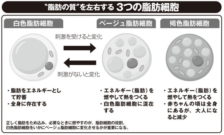 “脂肪の質”を左右する3つの脂肪細胞