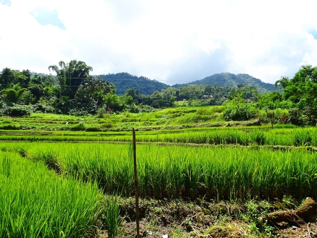 身を隠すのはどんなところなのか（写真はフィリピン・イフガオ州。イメージ）