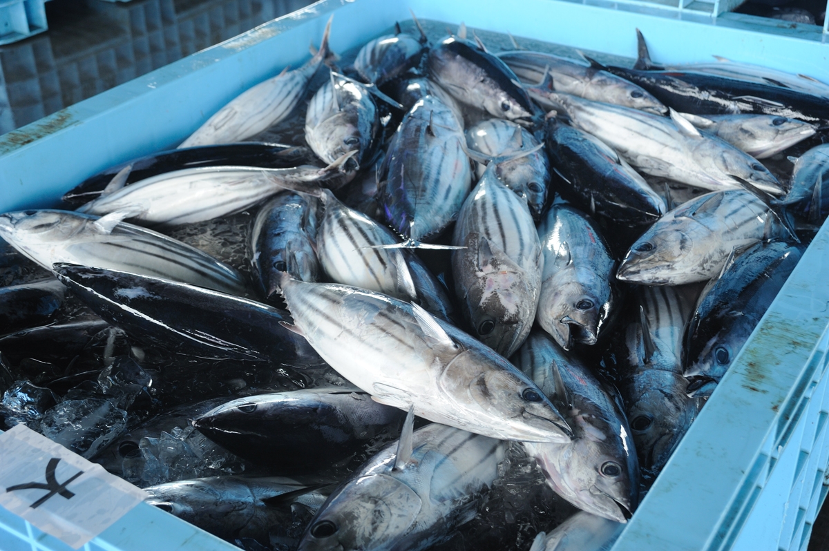 カツオ水揚げ量35倍 は前兆 阪神 淡路ではマダイ 東日本大震災ではカレイの豊漁報告 Newsポストセブン
