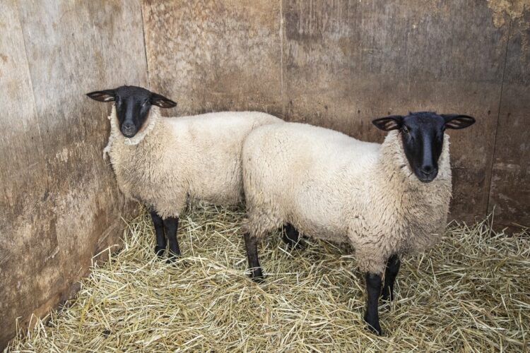 愛らしいサフォーク種の羊たち