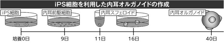 iPS細胞を利用した内耳オルガノイドの作成