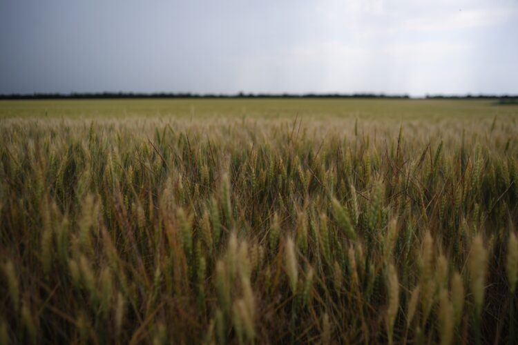ウクライナの小麦畑（共同通信社）
